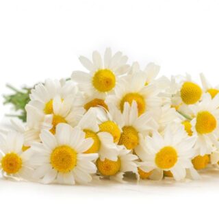 زهرة البابونج على خلفية بيضاء