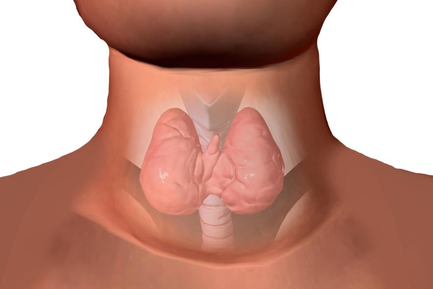 رسمة توضيحية للغدة الدرقية عند الإنسان وتوضعها في الرقبة حول الحنجرة