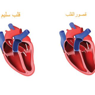 رسم توضيحي لتجويف قلب الإنسان وتظهر بداخله أسهم تشير لاتجاه تدفق الدم به