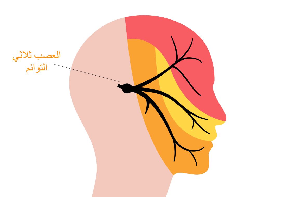 رسم توضيحي للعصب ثلاثي التوائم وهو مار بالوجه عند الإنسان