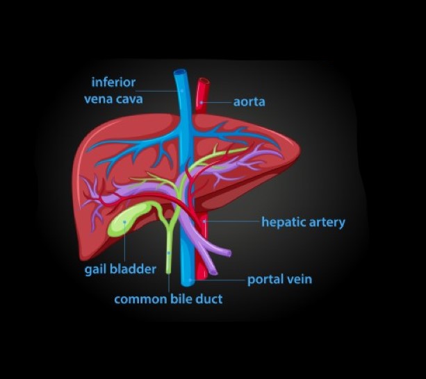 رسمة توضيحية للكبد وأوردته
