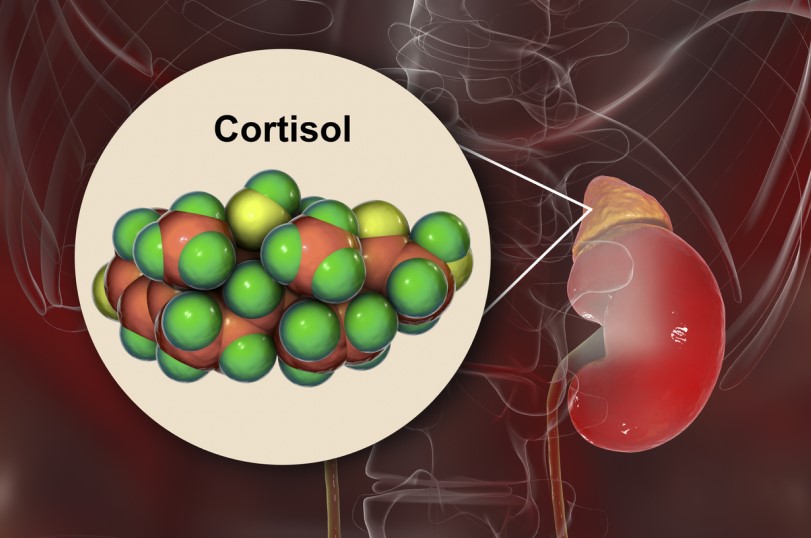 رسم توضيحي لكلية الإنسان وبجانبها كرات مجتمعة خضراء وصفراء اللون وفوقها كلمة كورتيزول مكتوبة بالإنكليزي