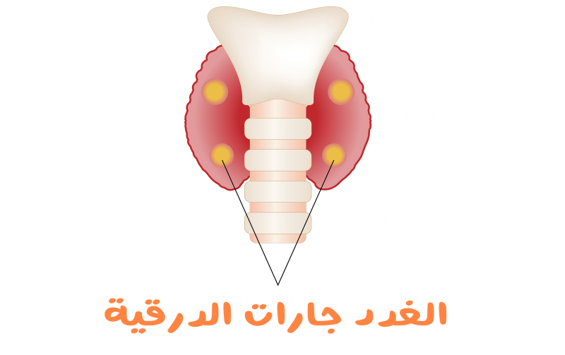 رسم توضيحي للغدد جارات الدرقية في العنق