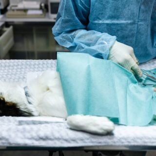 إجراء عملية جراحية لكلب منزلي مخدر على طاولة العمليات في عيادة بيطرية