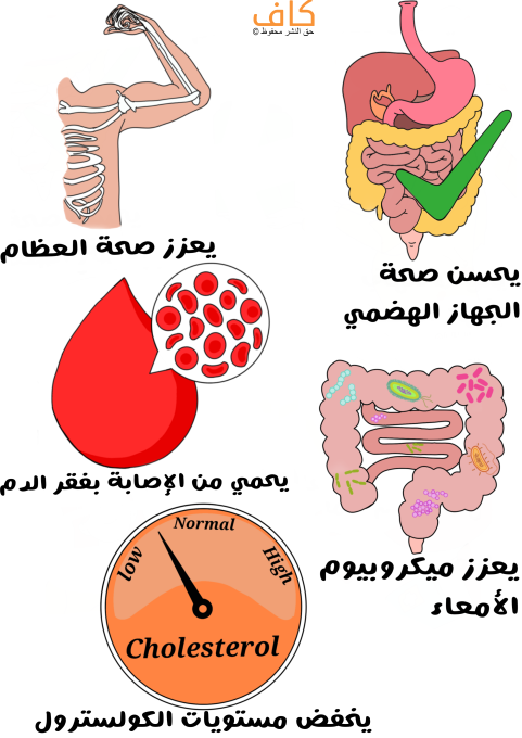 رسم توضيحي للجهاز الهضمي عند الإنسان ويظهر بشكل سليم، شكل الأمعاء الغليظة ويظهر بداخلها جراثيم بألوان مختلفة بالإضافة لقطرة من الدم تظهر فيها كريات حمراء بيضاوية الشكل