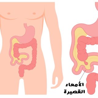 رسم توضيحي للمعدة والأمعاء الدقيقة والغليظة في جسم الإنسان حيثُ تظهر الأمعاء الدقيقة قصيرة الطول