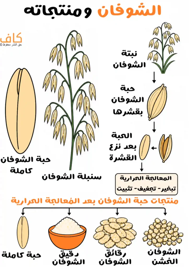 رسم توضيحي يُظهر سنبلة الشوفان وحبة الشوفان الكاملة ومراحل إزالة القشرة والمعالجة الحرارية، مع عرض منتجات الشوفان المختلفة مثل الرقائق والدقيق والشوفان الخشن، ويُوضّح طريقة معالجة الشوفان وتحويله إلى منتجات غذائية متنوعة.