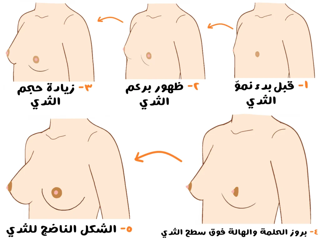 مراحل نمو الثدي عند البنات بالصور من ظهور برعم الثدي حتى الشكل الناضج
