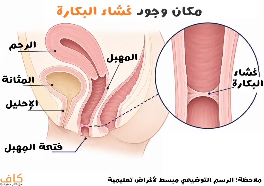 رسم توضيحي يوضح مكان وجود غشاء البكارة عند مدخل المهبل بالقرب من فتحة المهبل